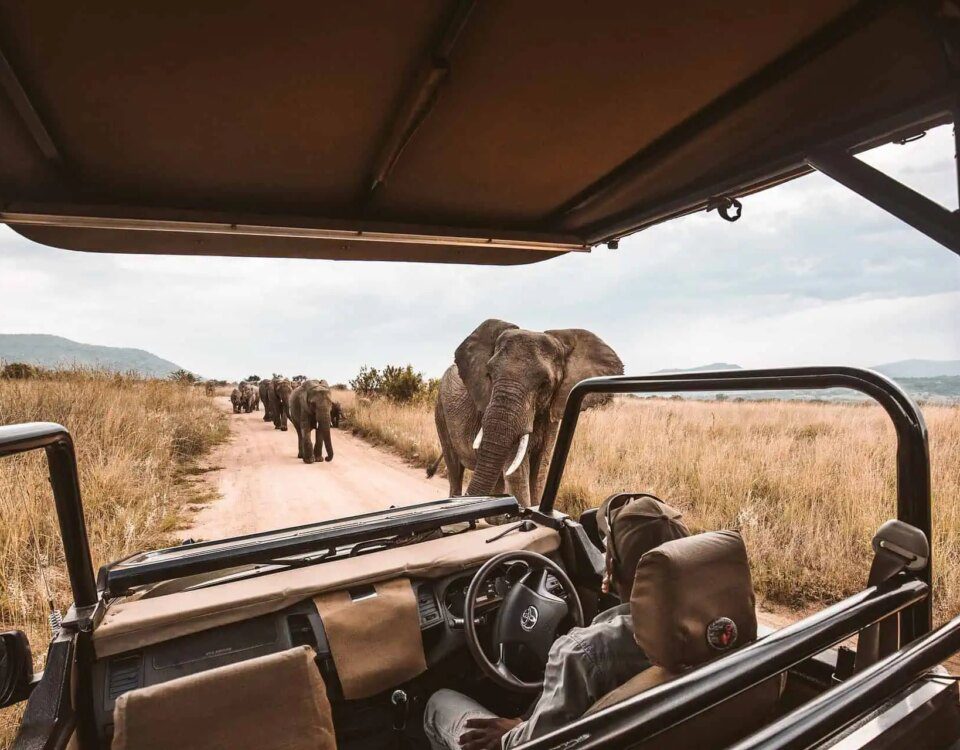 How Much Does a Uganda Safari Cost